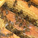 Dunkle Bienen